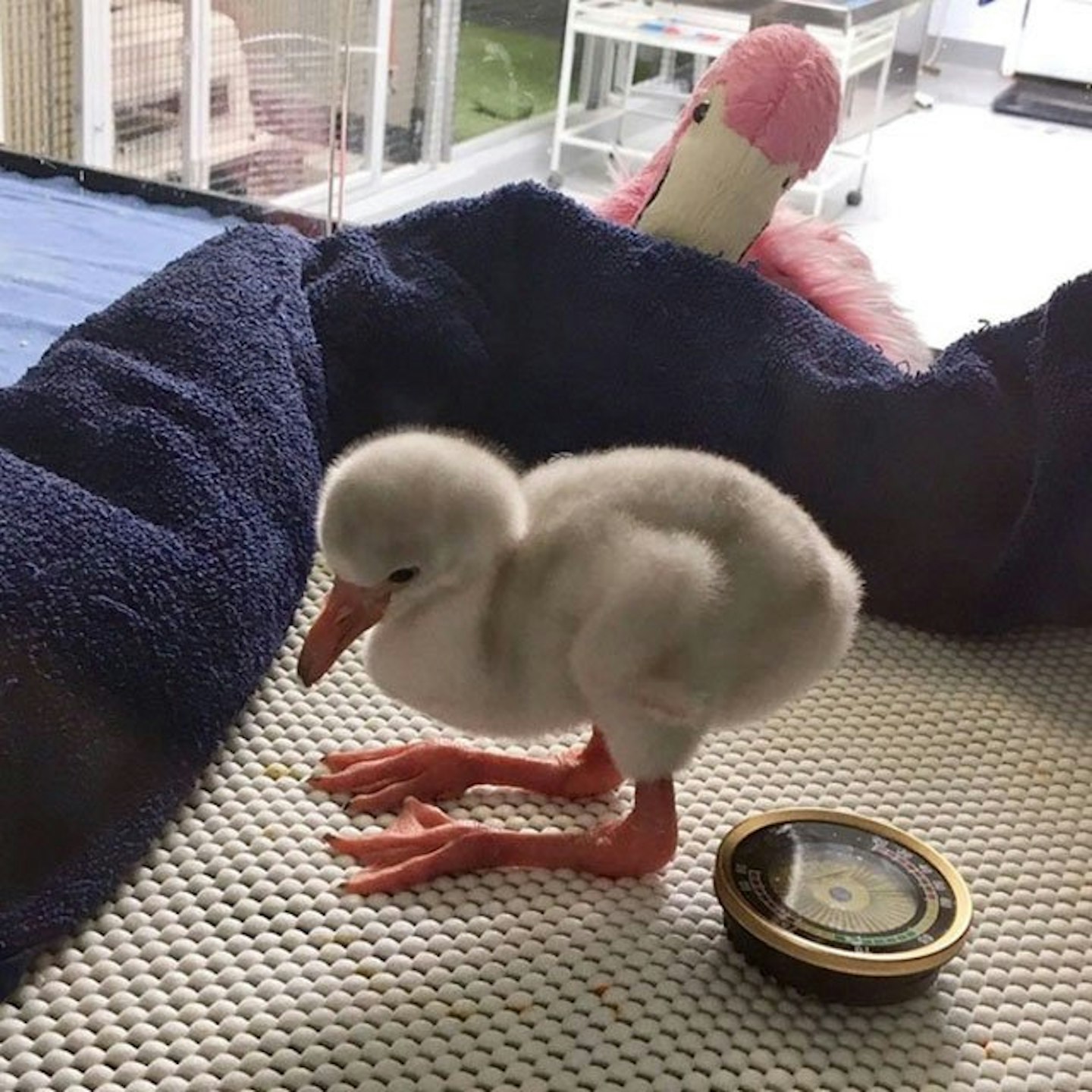 This-Is-What-A-Baby-Flamingo-Looks-Like