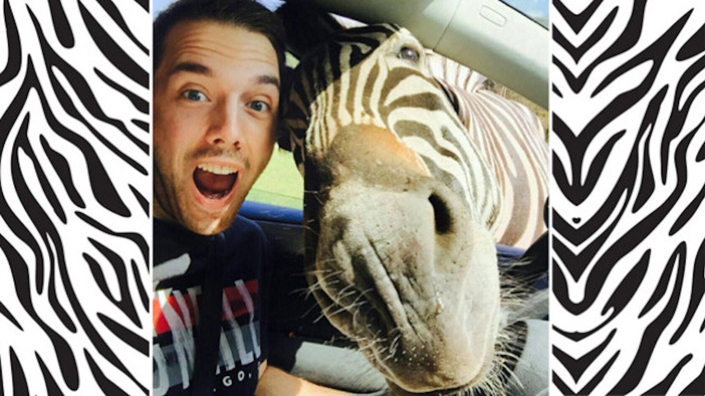 zebra-selfie