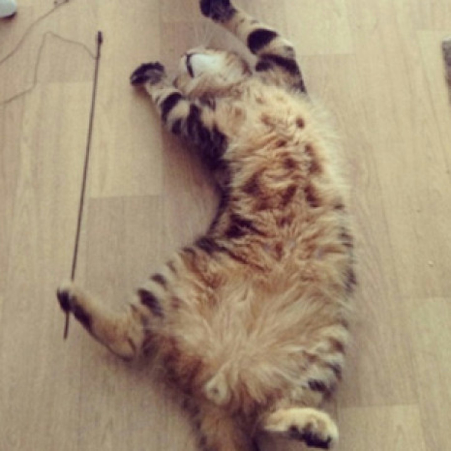 One of the cats attempting a yoga pose