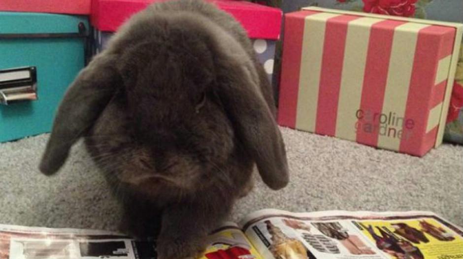 GALLERY: The winner of the heat pet competition 2014 is ...