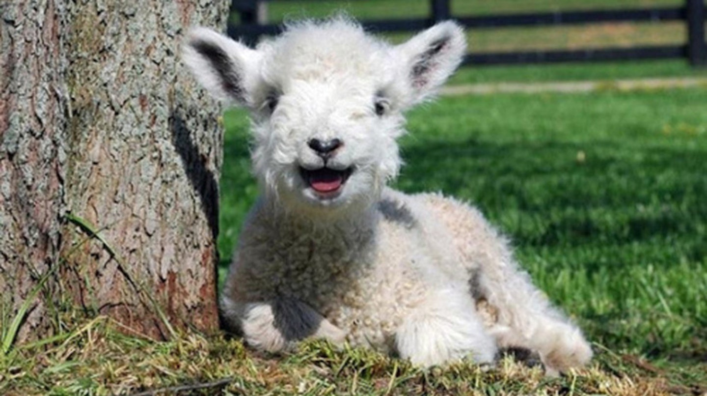 Extra fluffy lamb