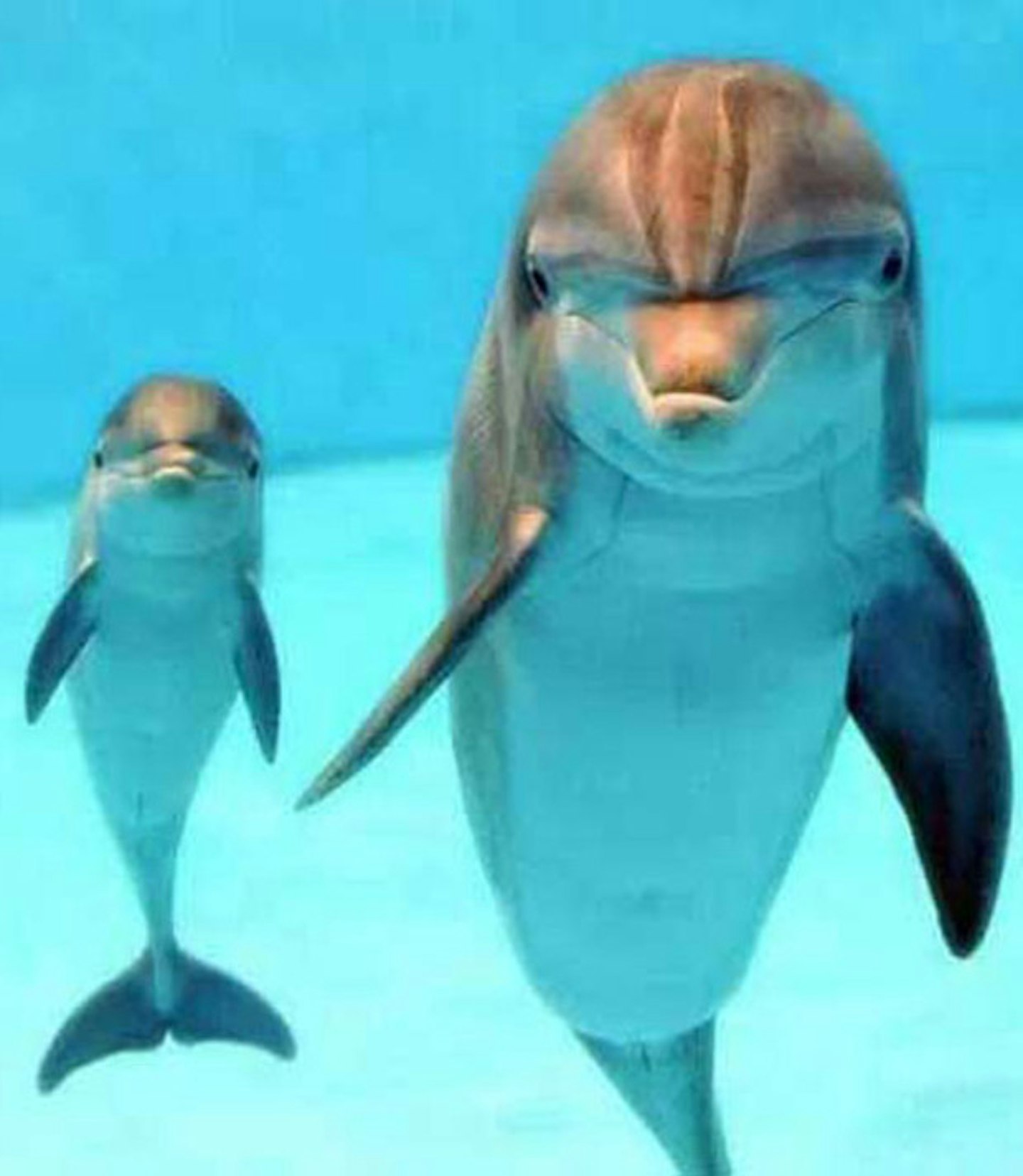 Baby dolphin