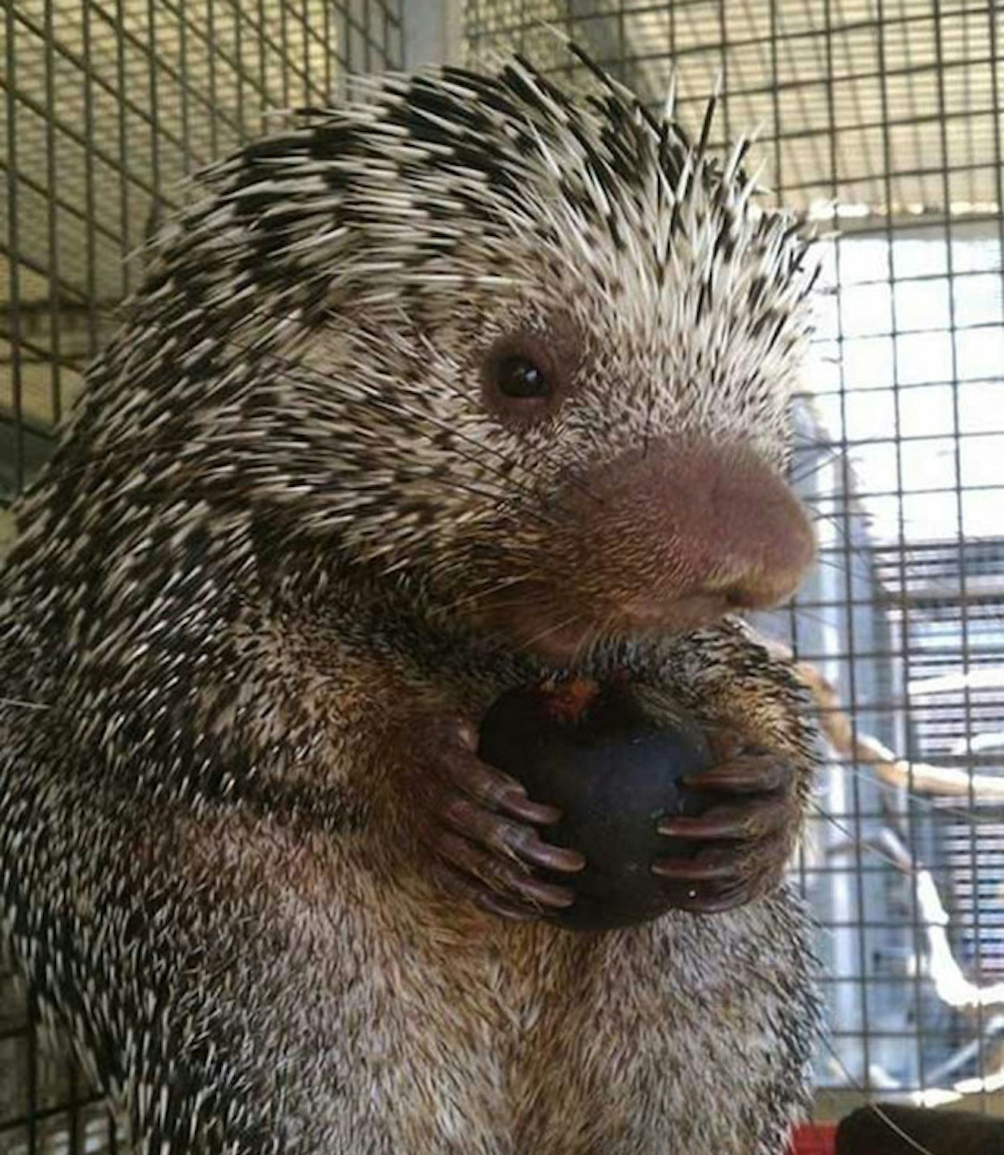 Baby porcupine