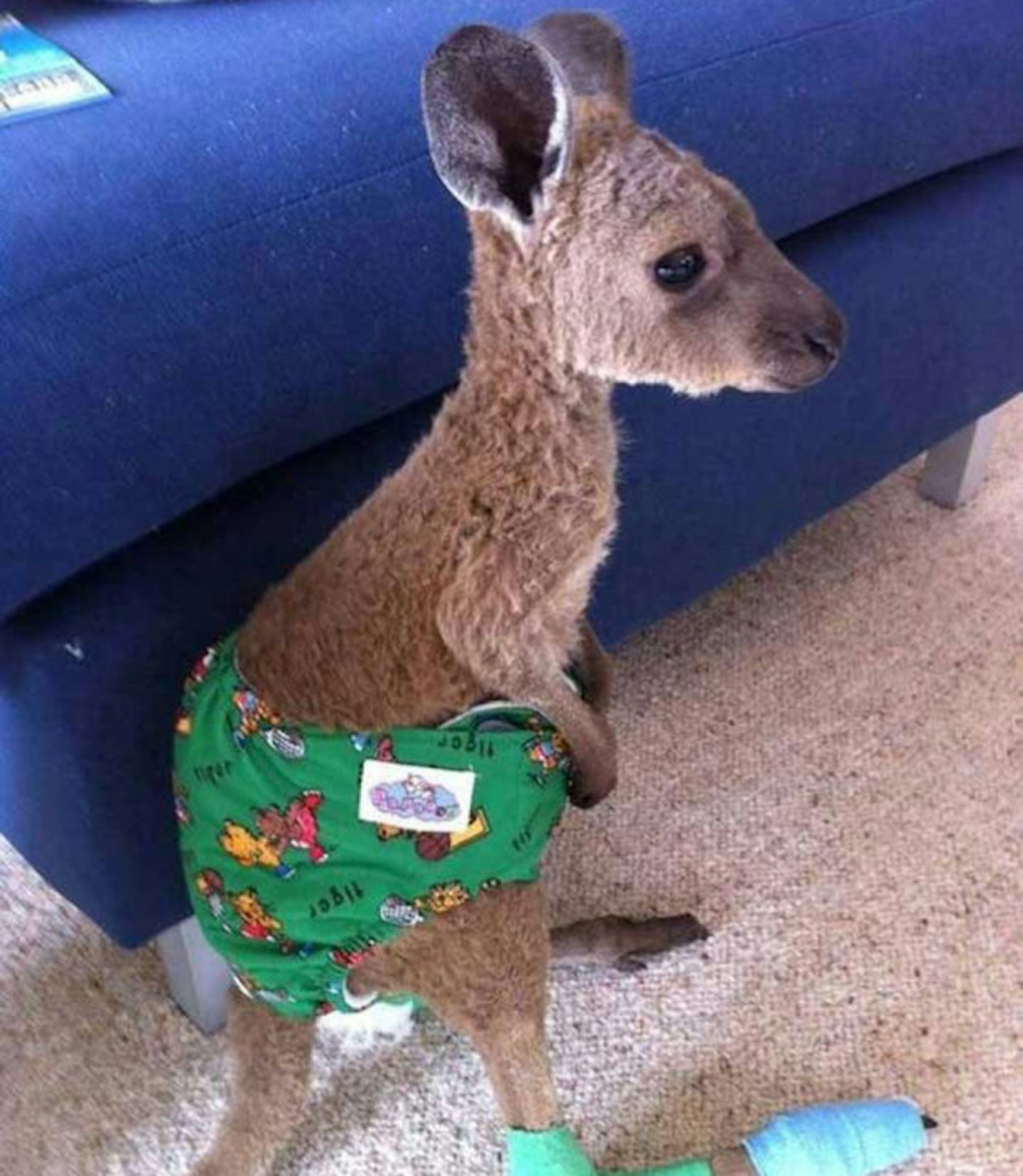 Baby kangaroo