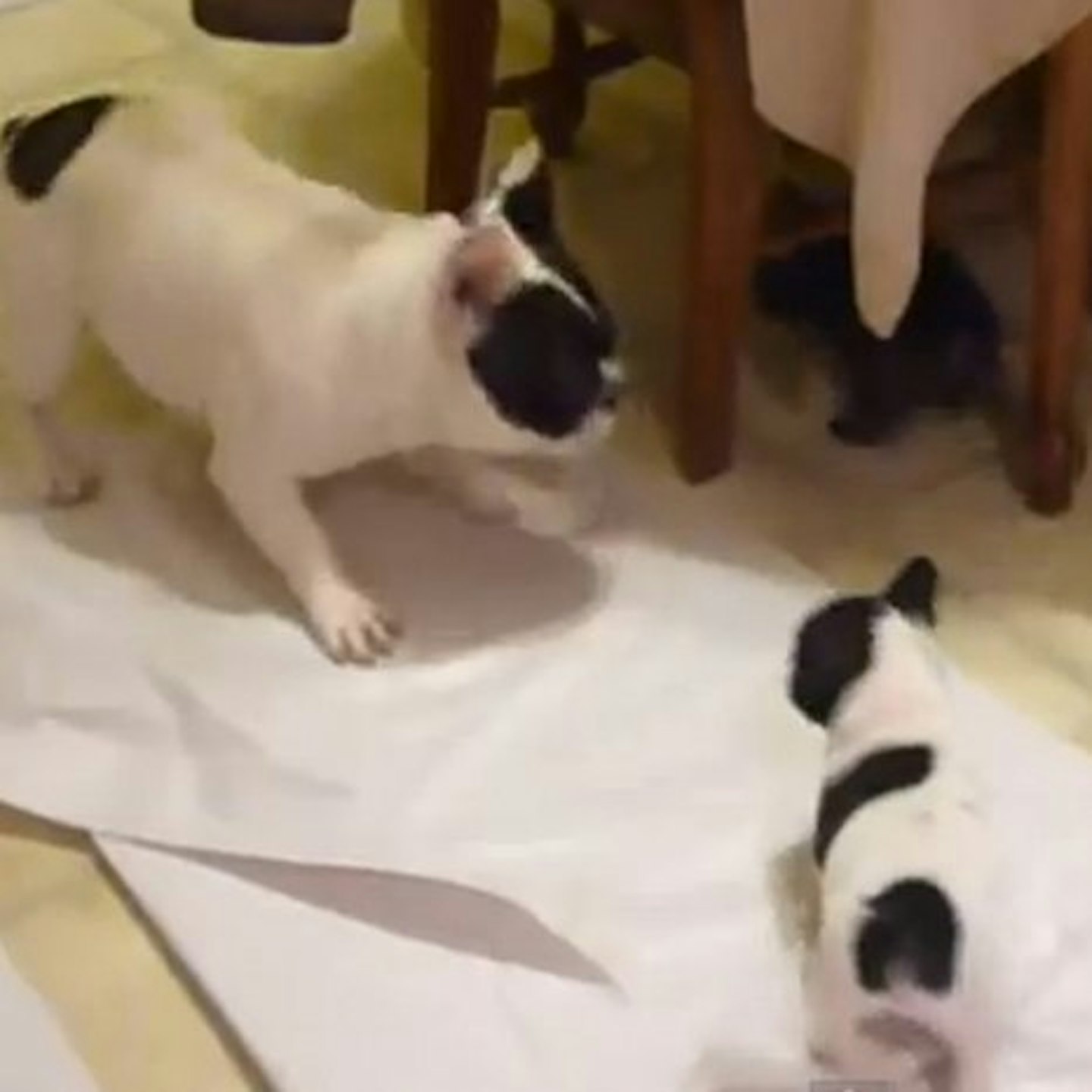 The puppies outsmart dad by going under the table