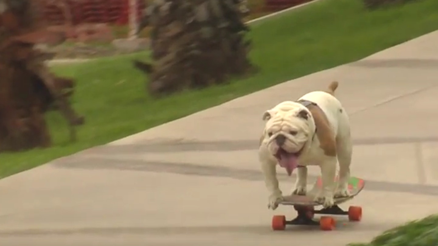 Otto the skateboarding bulldog
