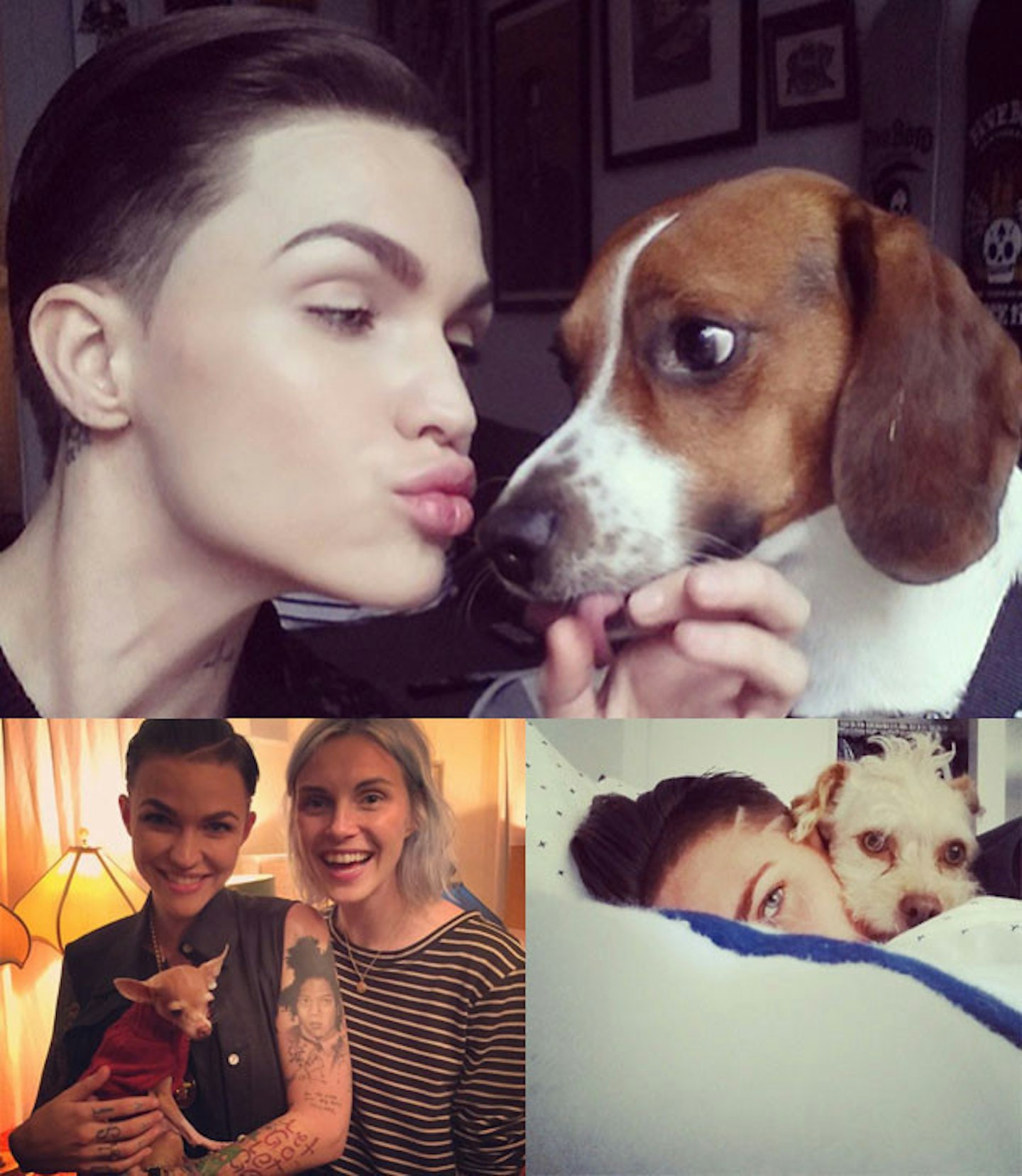 ruby-rose-dogs