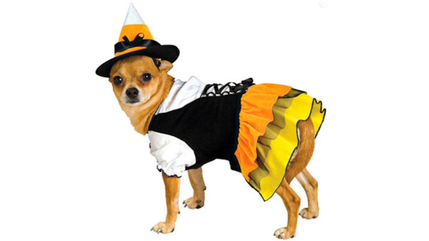Candy Corn Witch Dog Costume