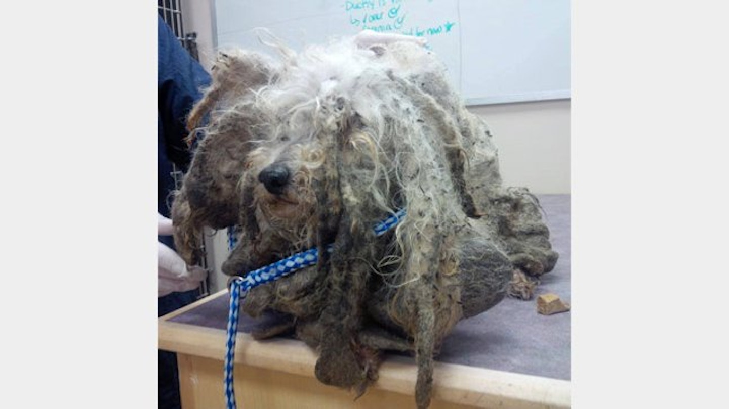 The clinic removed 3.5lbs of matted fur