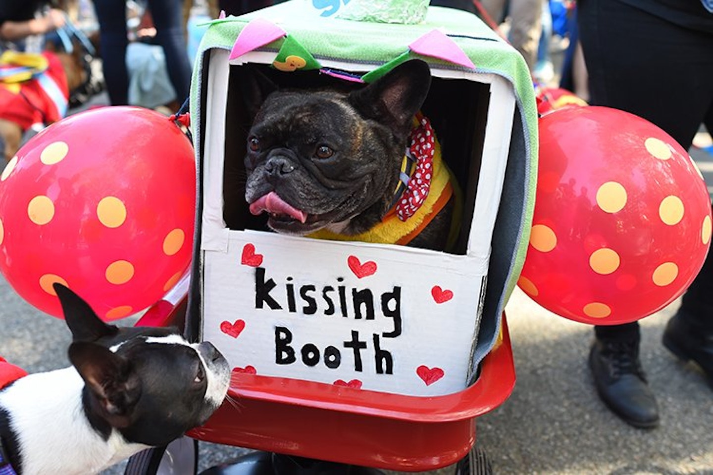 Tompkins-Square-Dog-Parade-Halloween-2