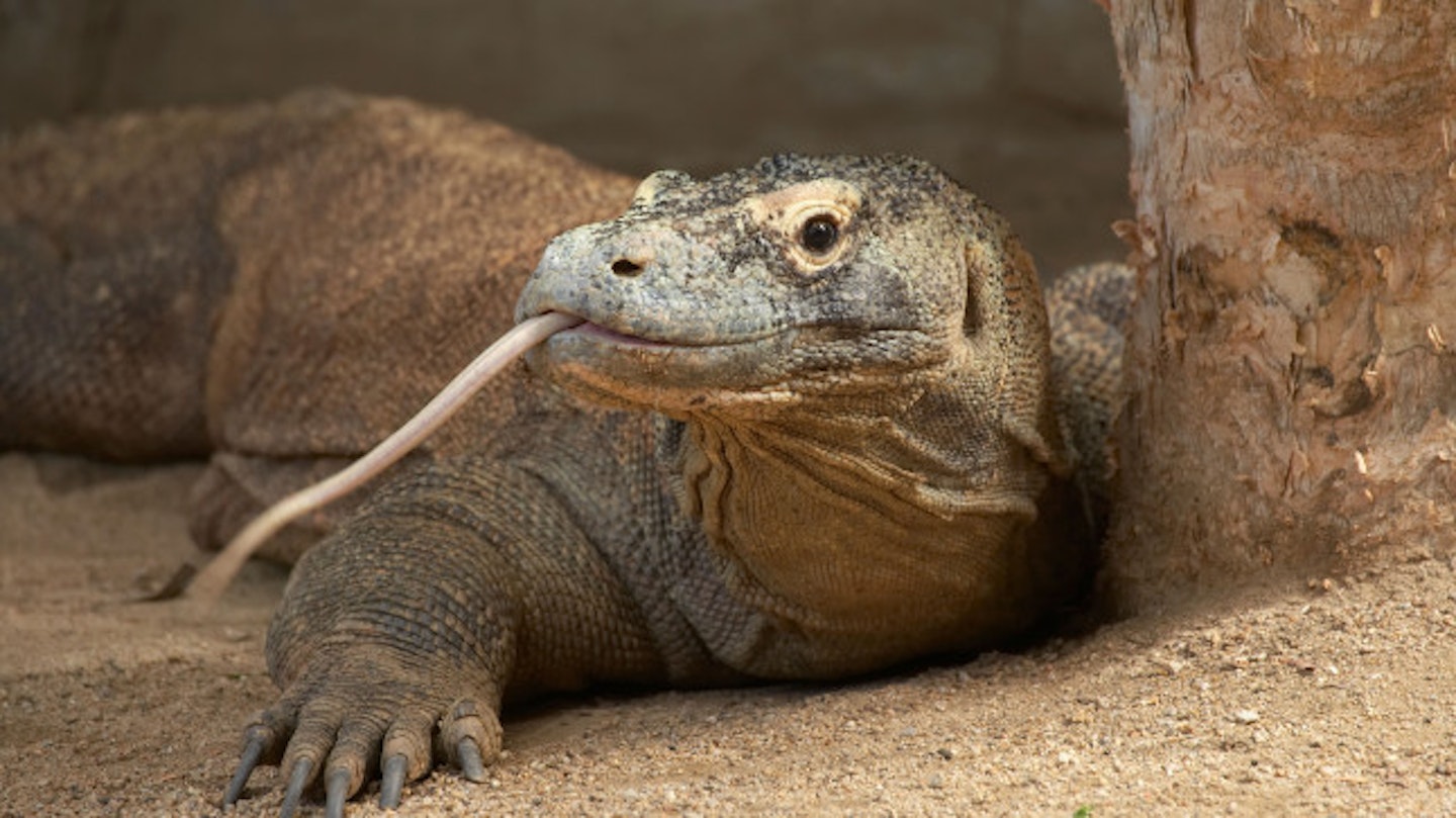 The group were travelling from Komodo island, home of the Komodo dragon