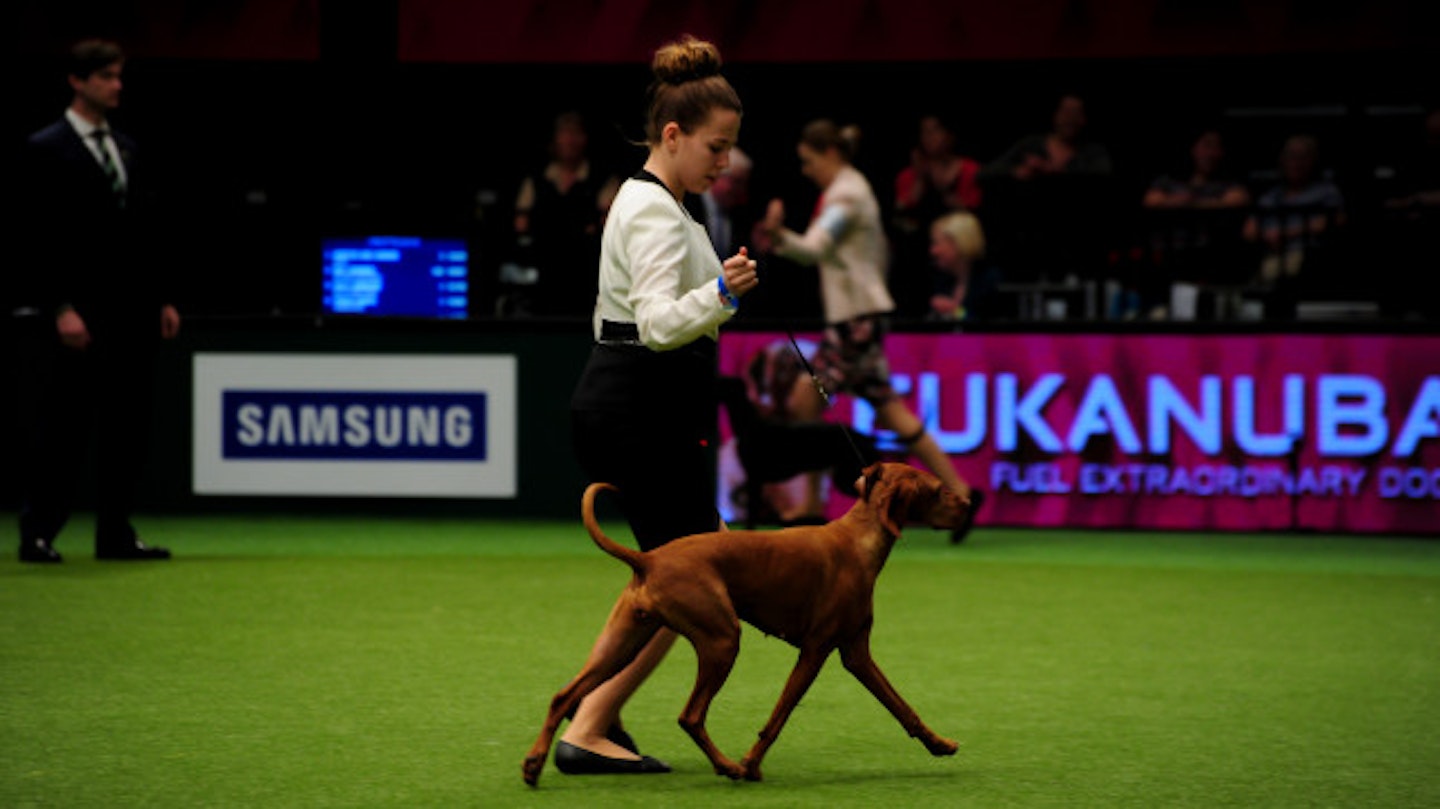 Dog lovers travel from around the globe to attend the dog show