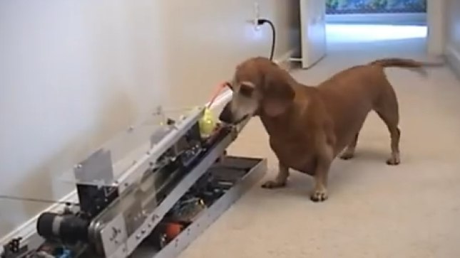 Dog Using Machine VIDEO: Engineer builds his pet sausage dog a ball machine – so he can ...