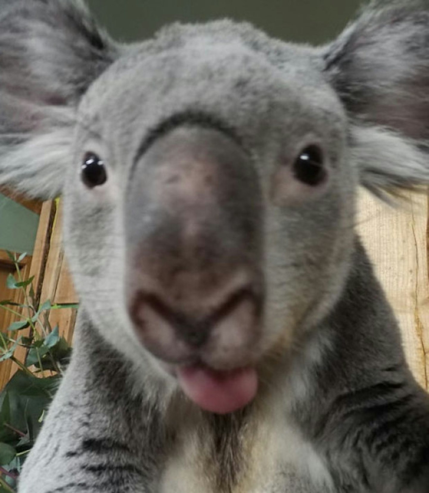 Koala!