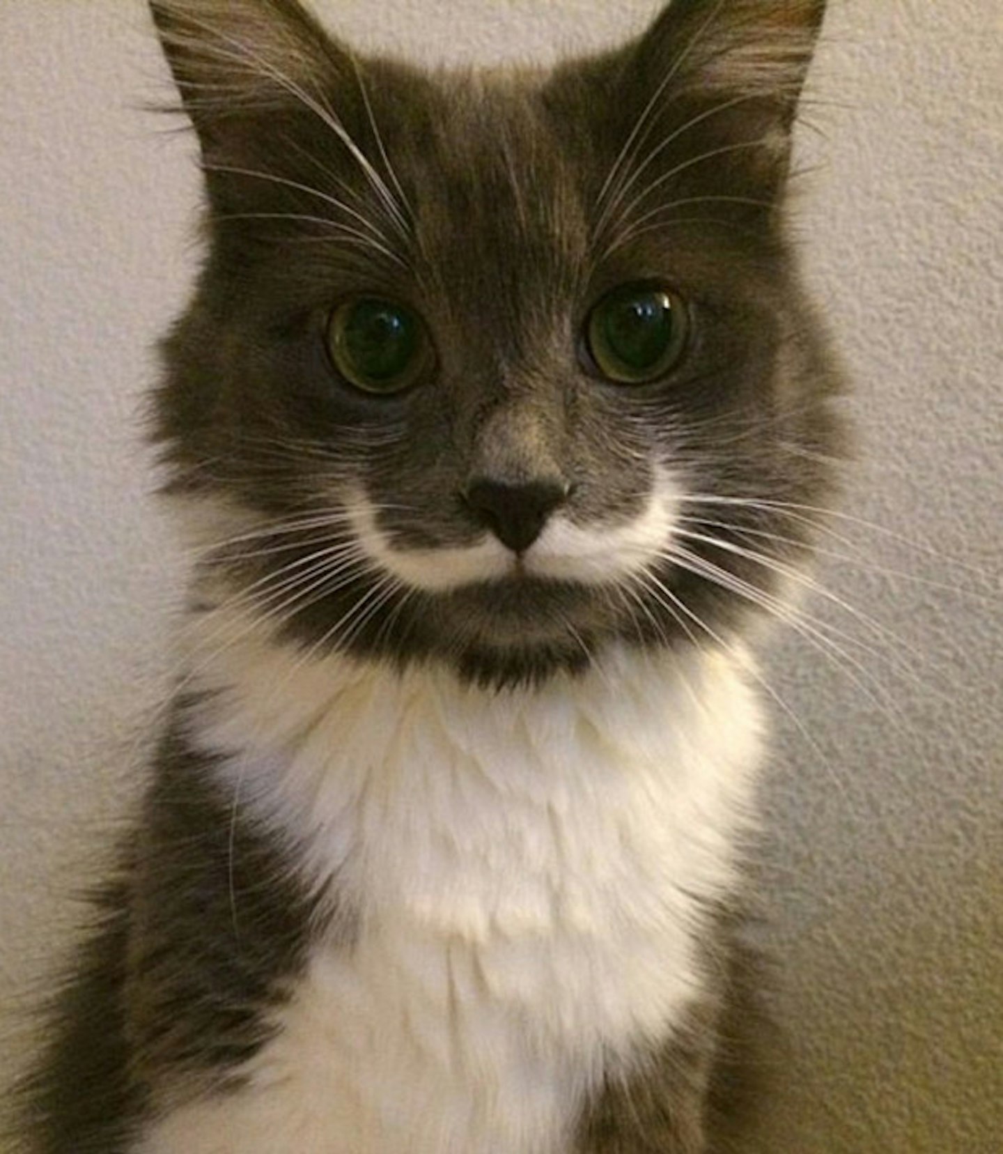 Hamilton the hipster cat