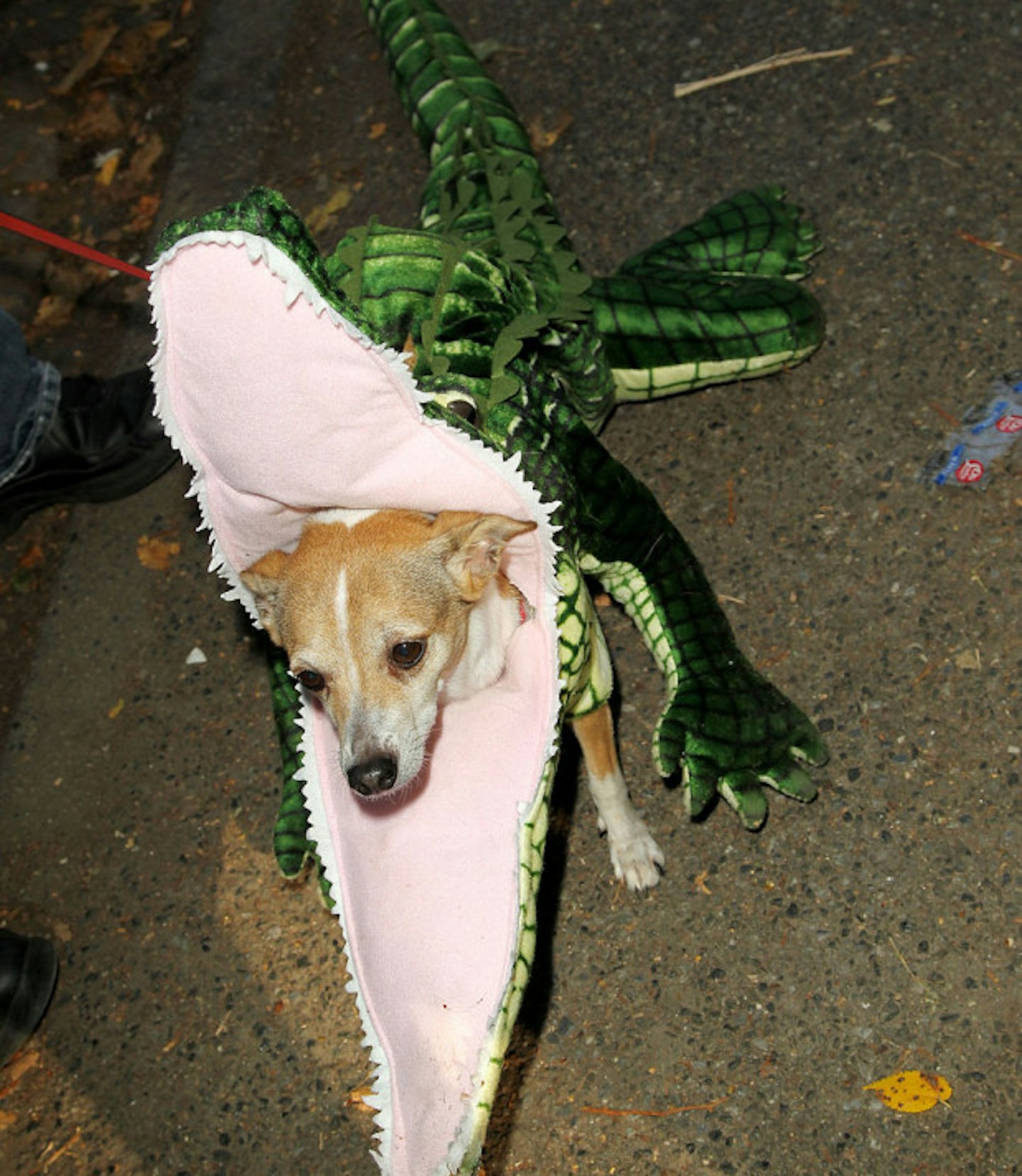 Crocodile dog