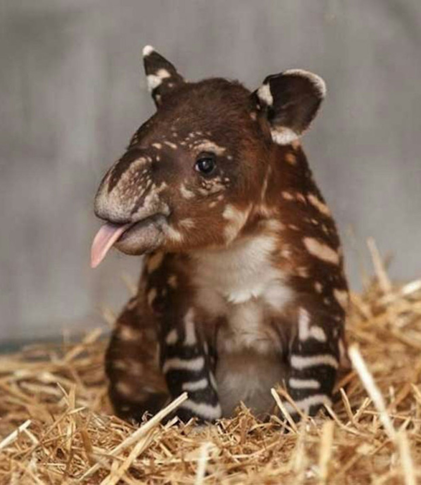 Baby tapir