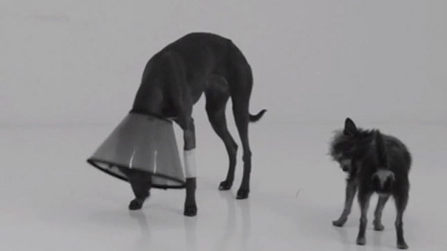 dogs33