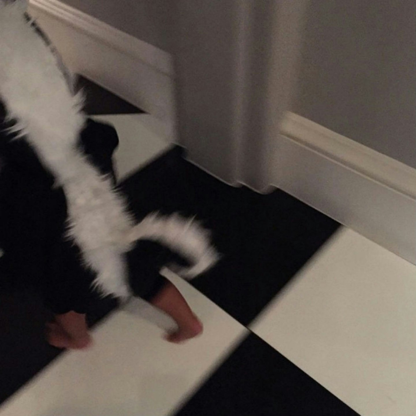 Skunk on the loose!