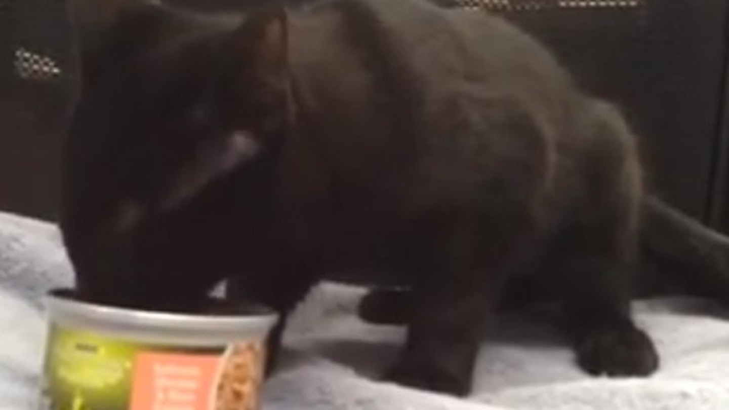 cat12