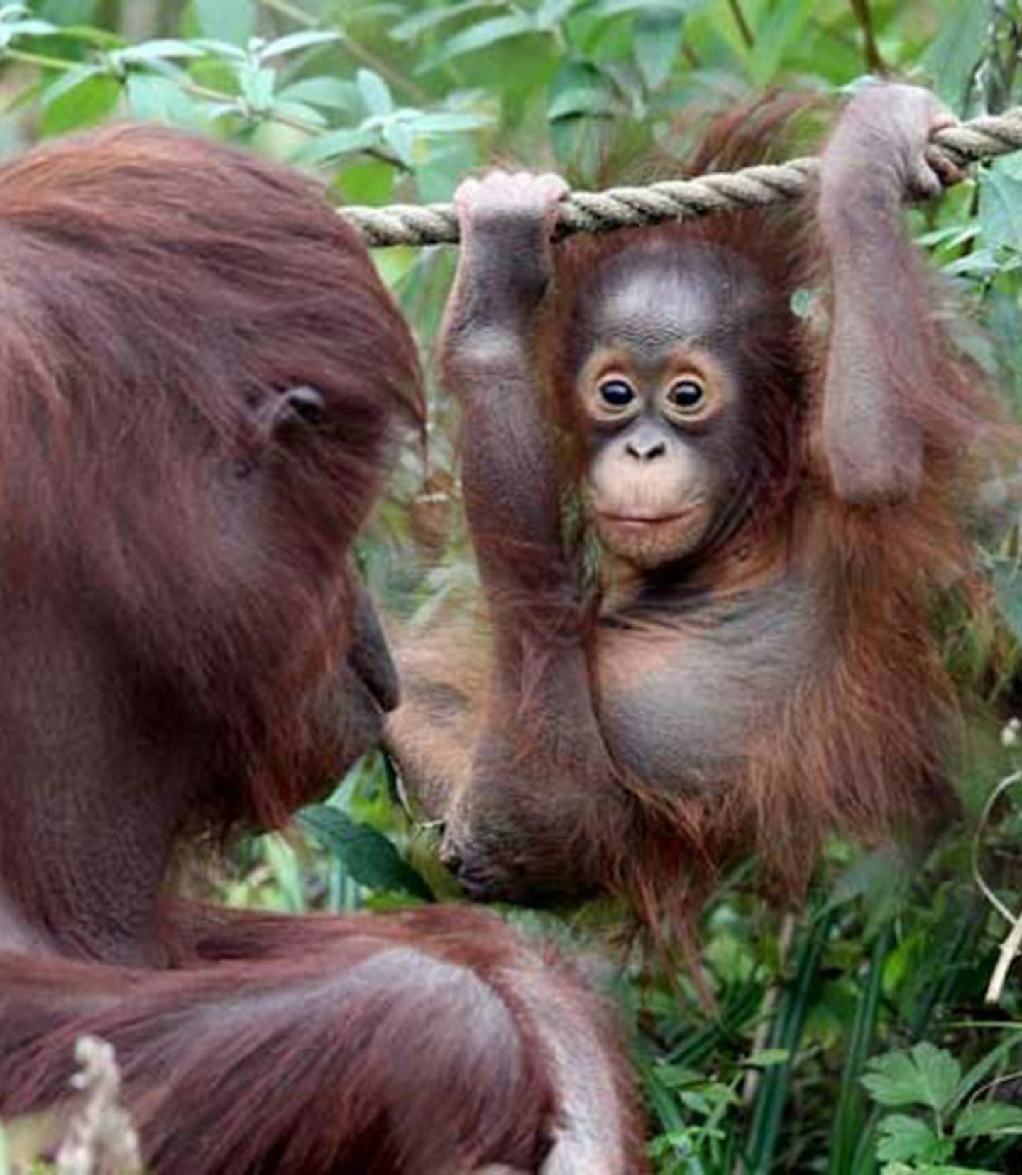 Baby orangutan