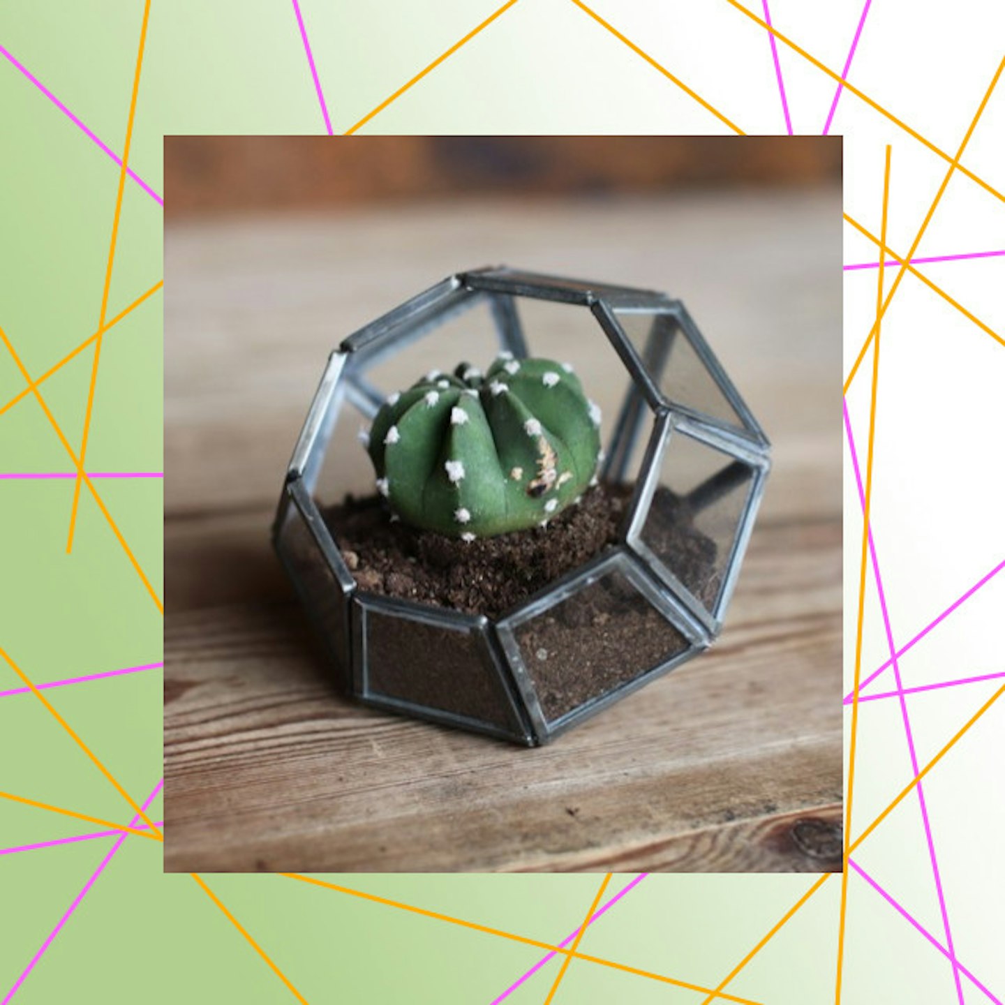 terrarium