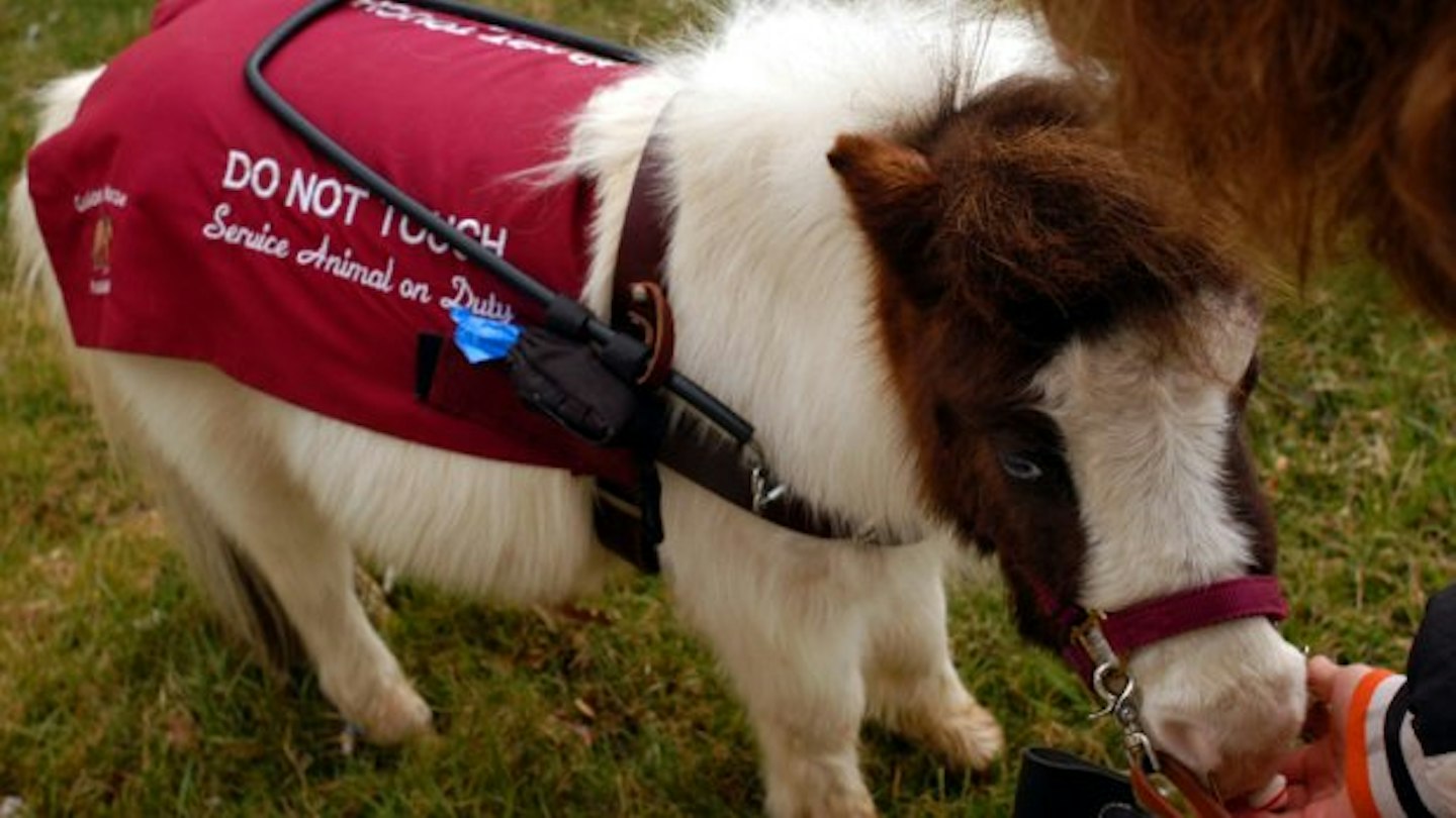 Guide Ponies A Miniature 'Guide Horse' Is The Cutest Thing You'll See All Day
