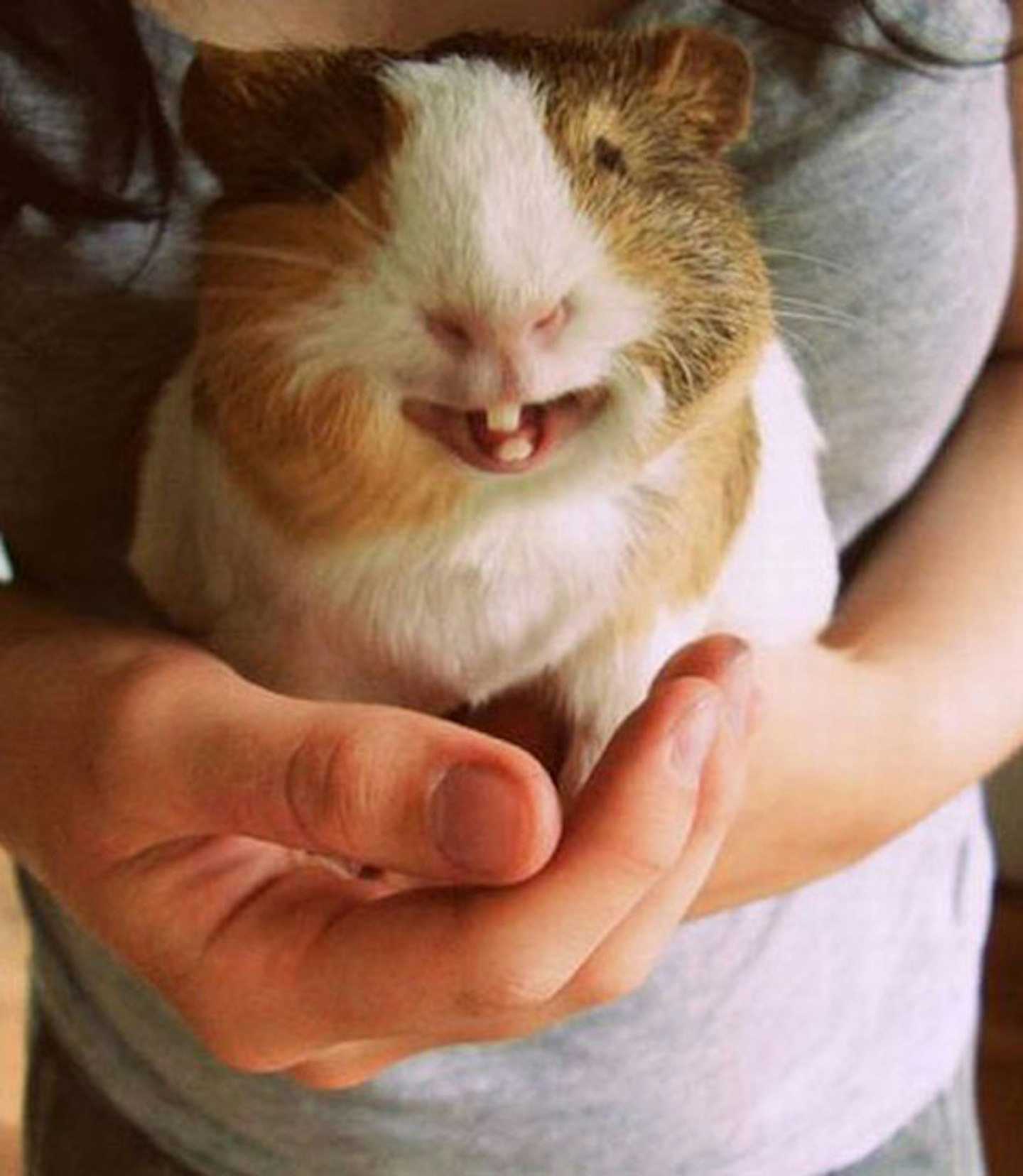 Happy guinea pig