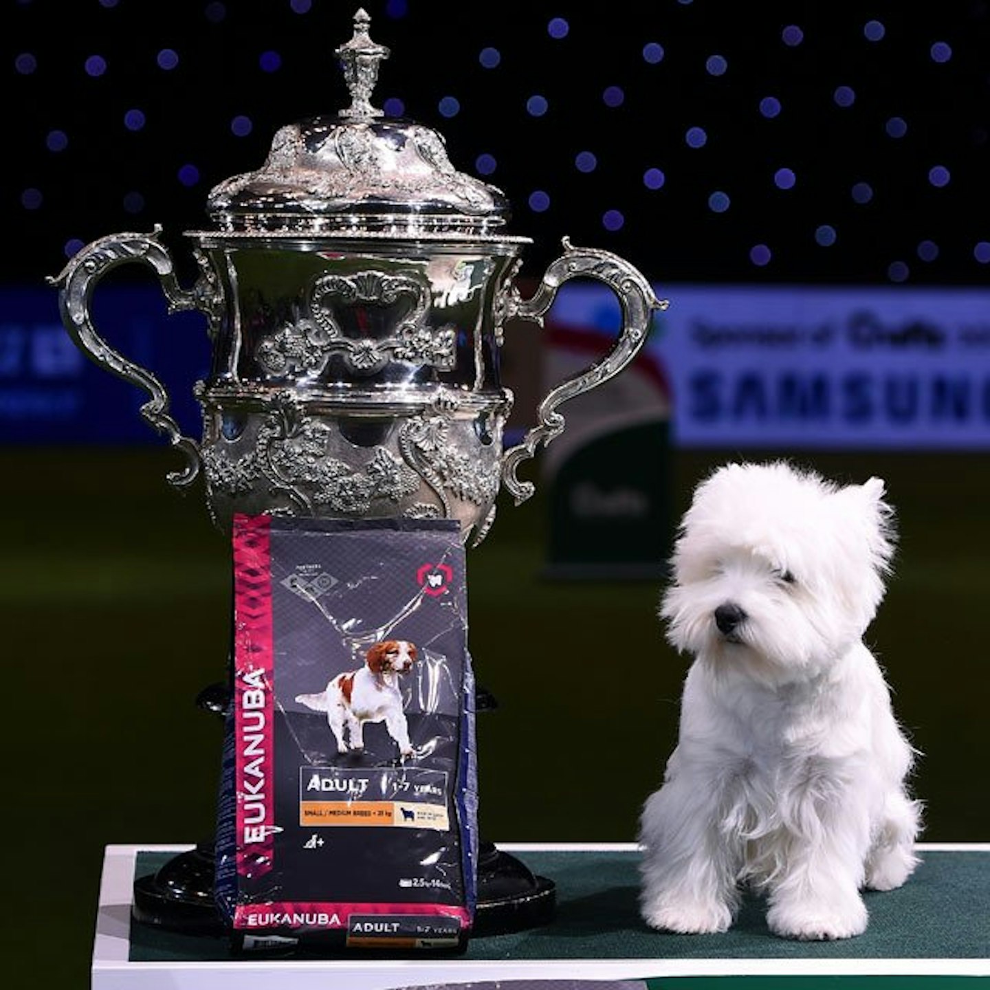 Crufts2017