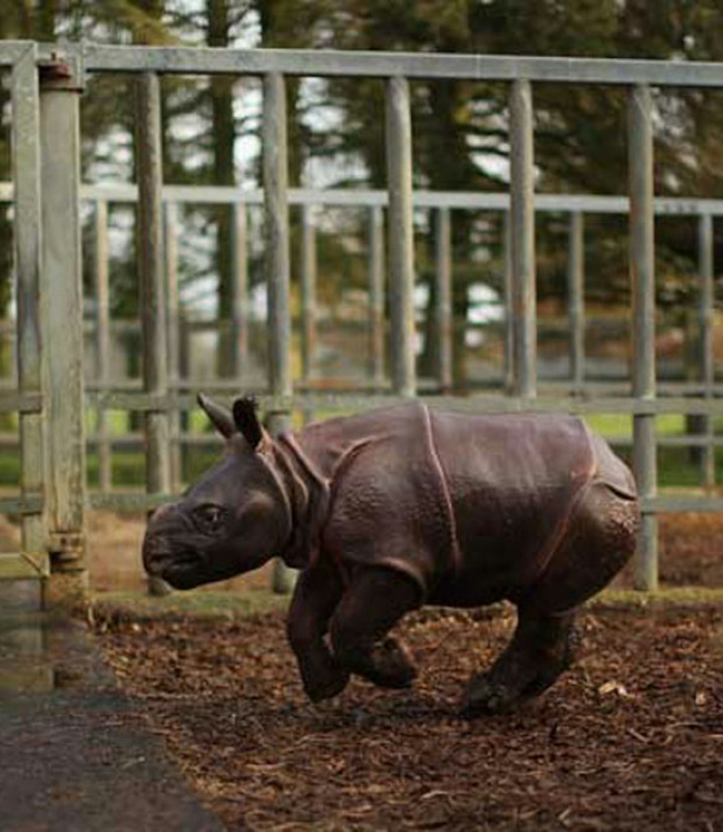 Baby rhino