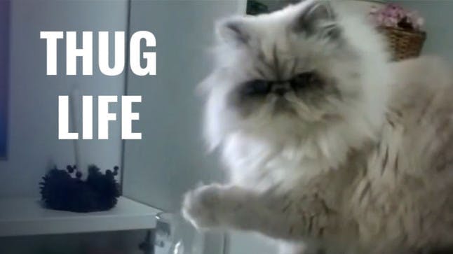 WATCH 15 most hilarious Thug Life animal videos of all time