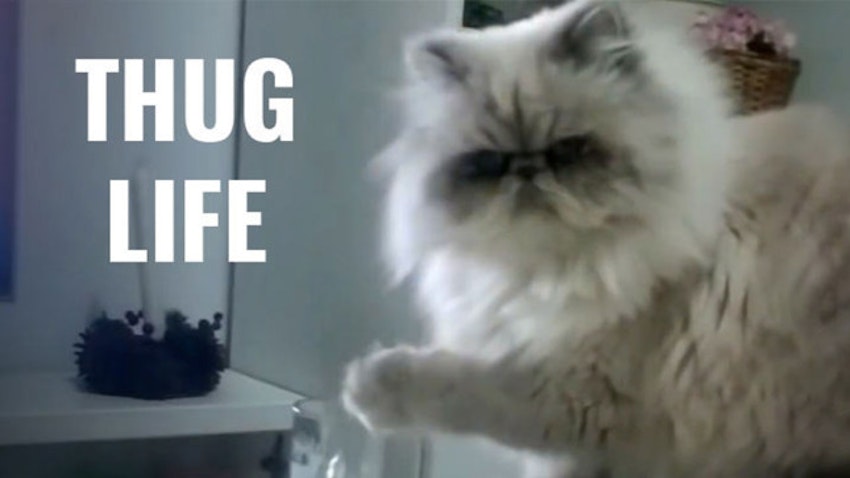 WATCH: 15 most hilarious Thug Life animal videos of all time | Closer