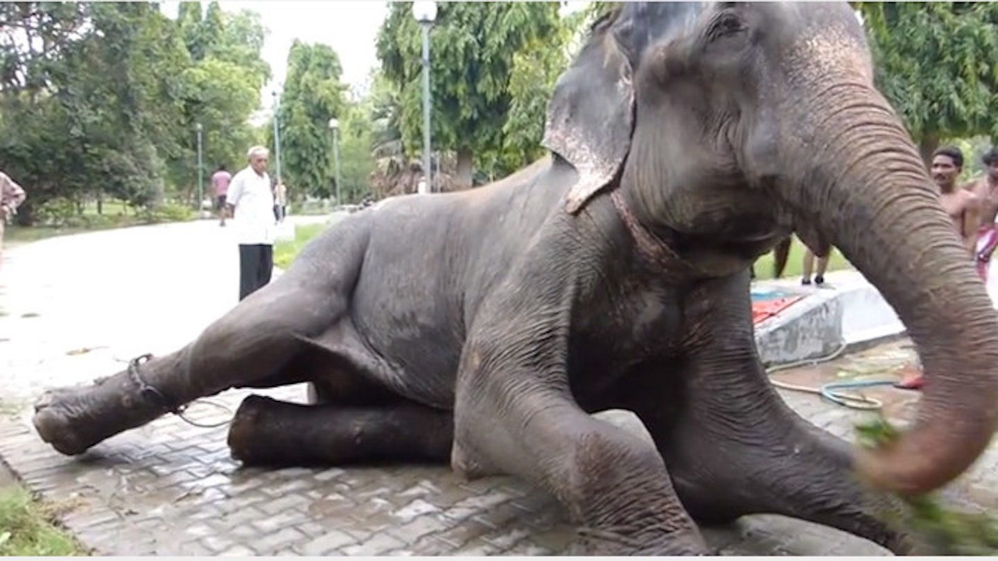 VIDEO: Touching moment elephant cries while being rescued | %%channel_name%%
