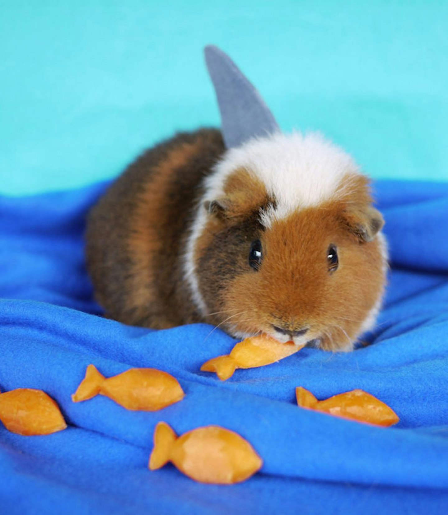 Shark Guinea Pig