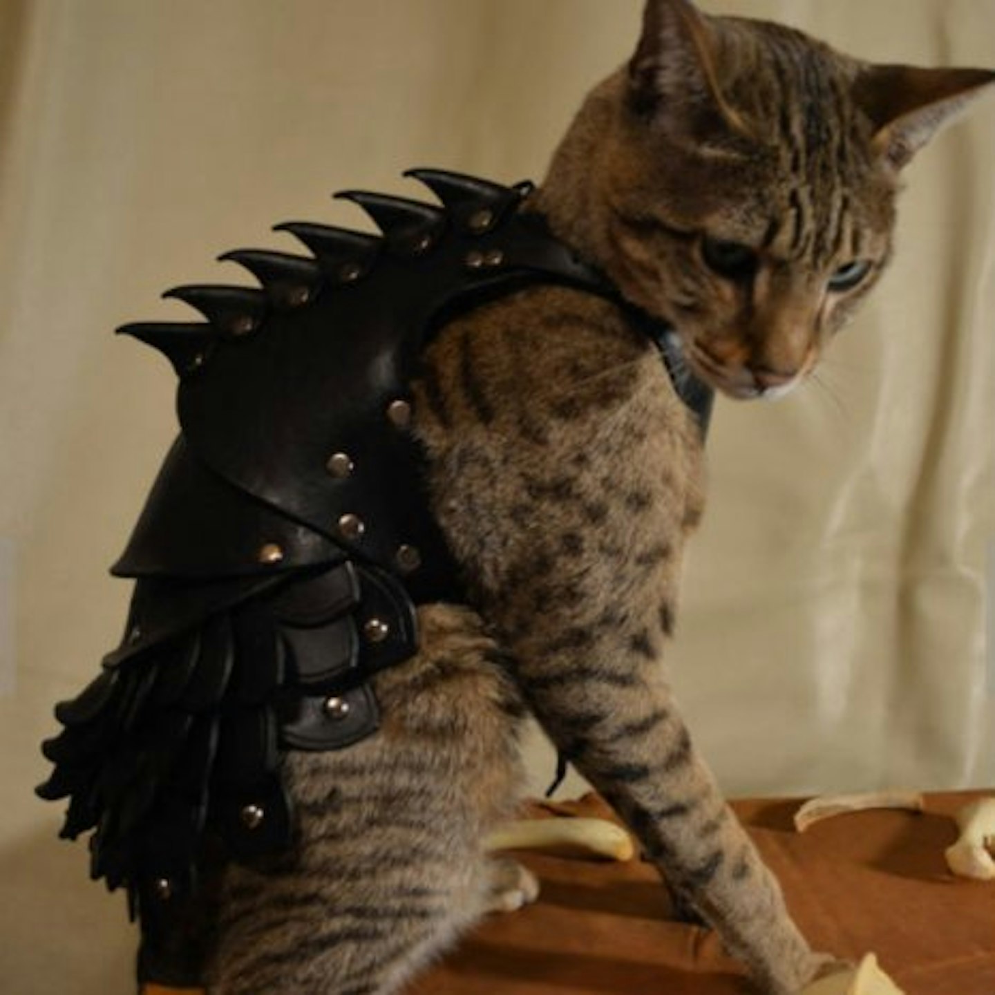 No feline will mess with your cat when it's wearing this.
