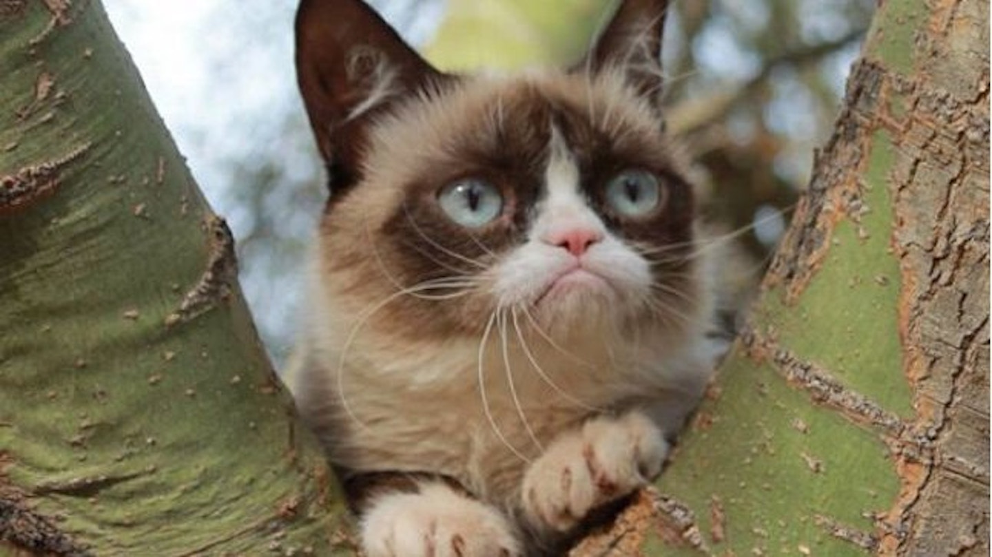 CAT4