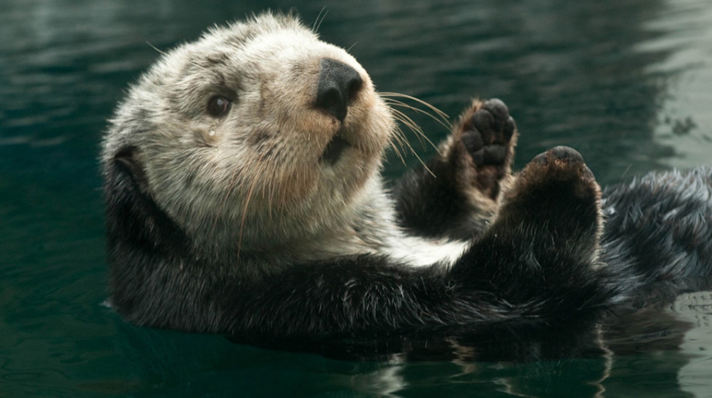 Extra fluffy otter