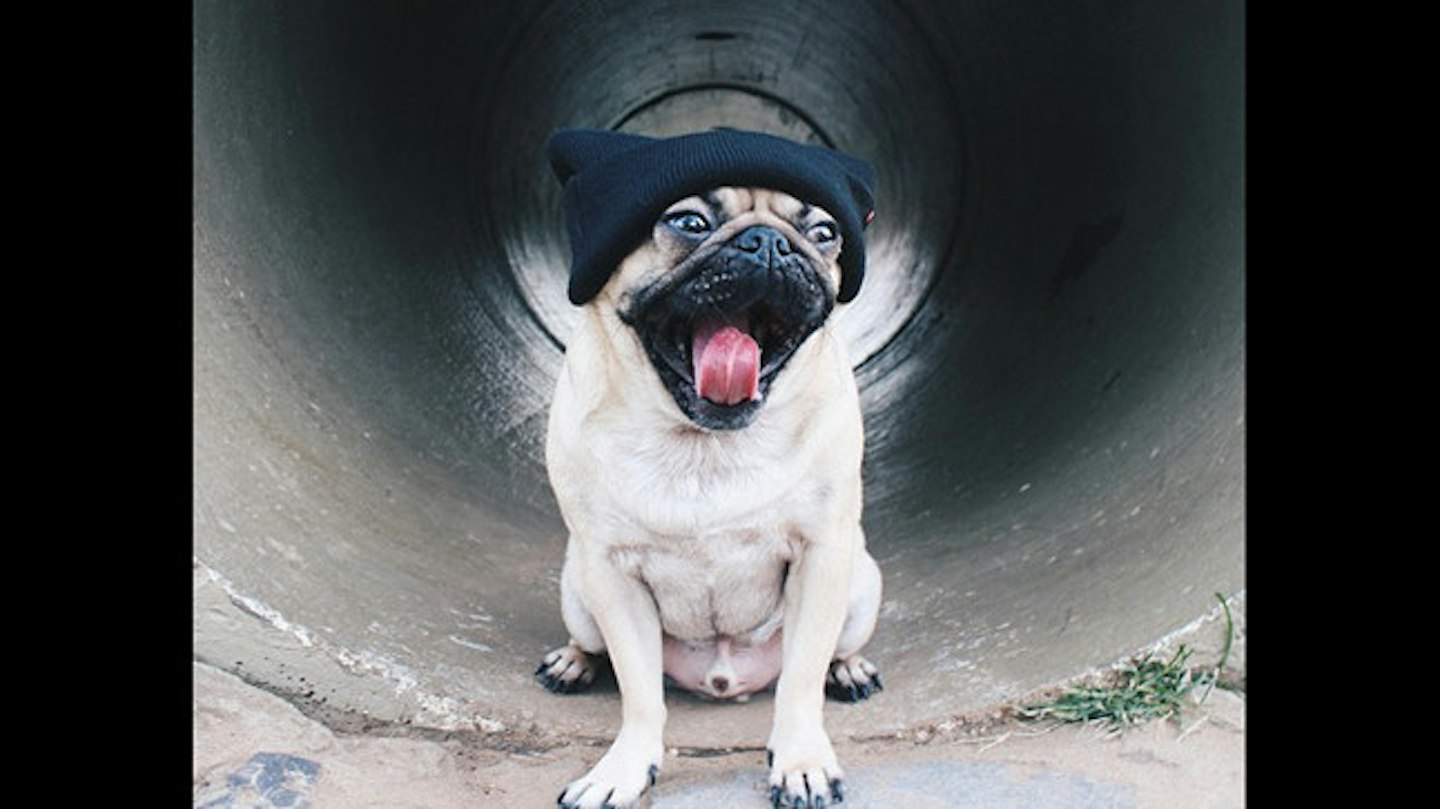 Photos: Doug the world’s coolest pug has taken over Instagram | Closer