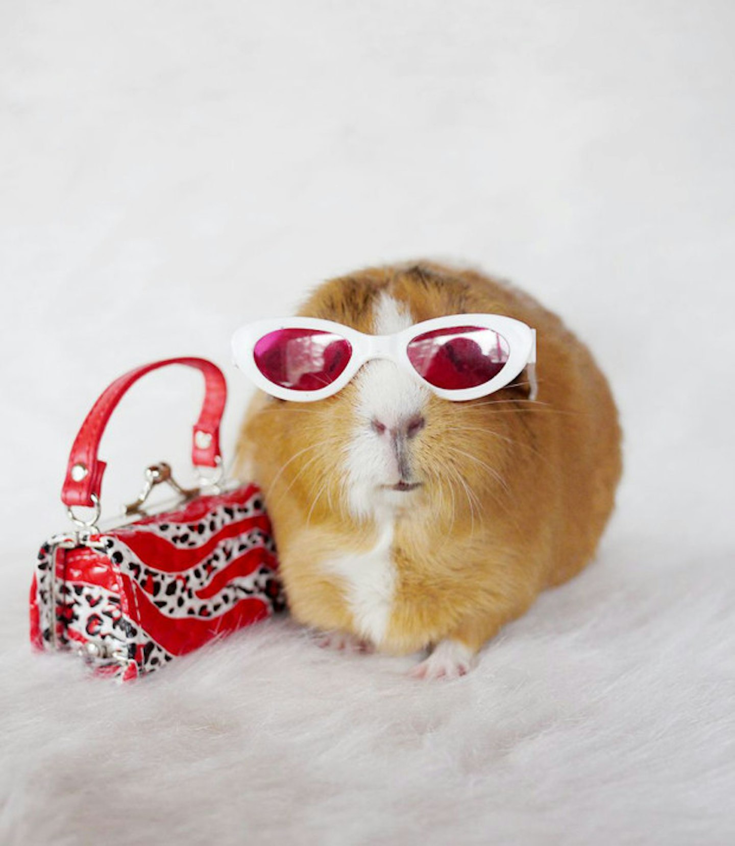 Fashionista Guinea Pig