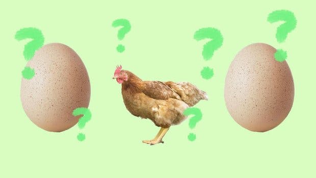 How Free Range Are Your Eggs?