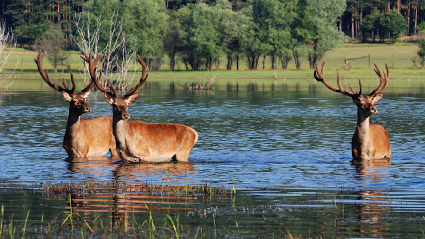 The semen was taken from a 7-year-old stag (stock image)