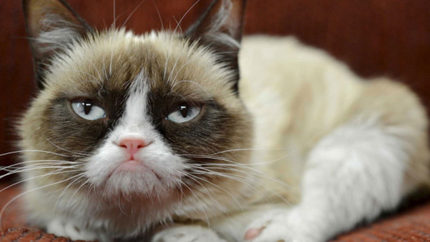 internet-famous-grumpy-cat-just-landed-an-endorsement-deal-with-friskies