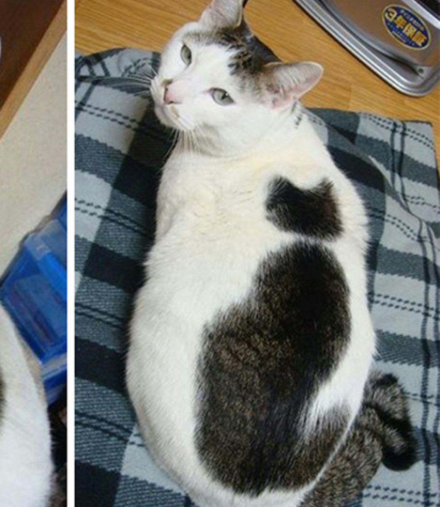 Cat on cat action. If you know what we mean...