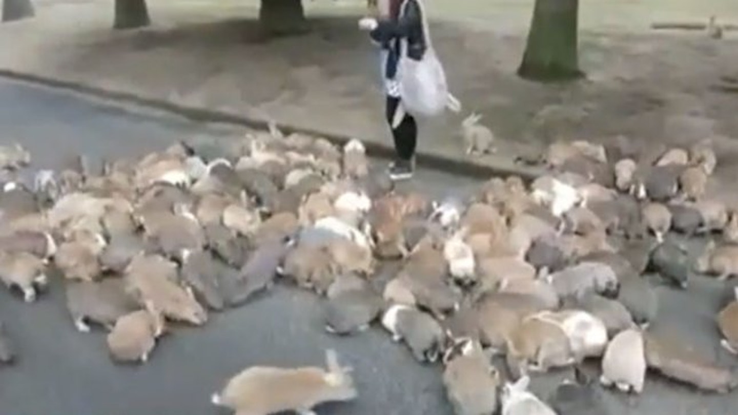 VIDEO: Woman chased by a stampede of bunnies. No, really… | Closer