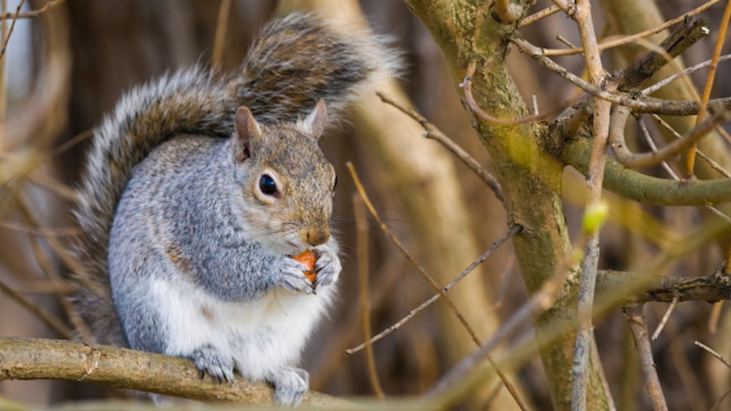 Outrage as Newsnight guest shows you how to cook a squirrel | Closer