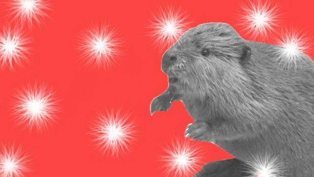 This Beaver Browsing Christmas Decorations Is The Perfect Start To December