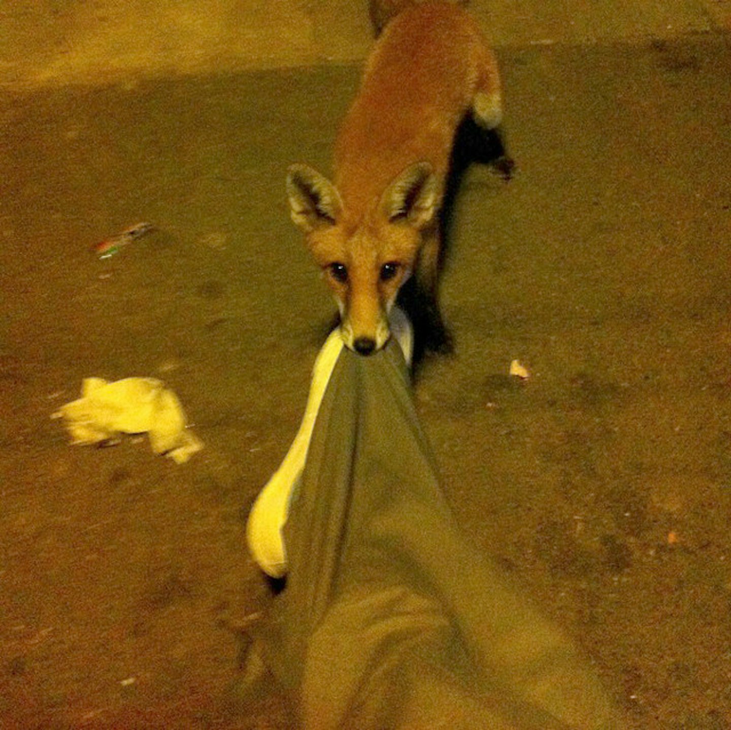 fox-bus