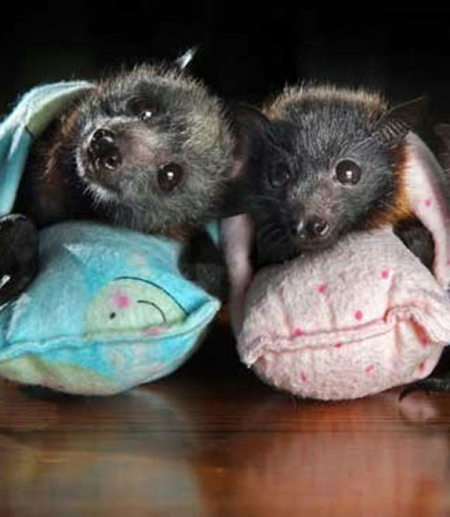 Baby bats