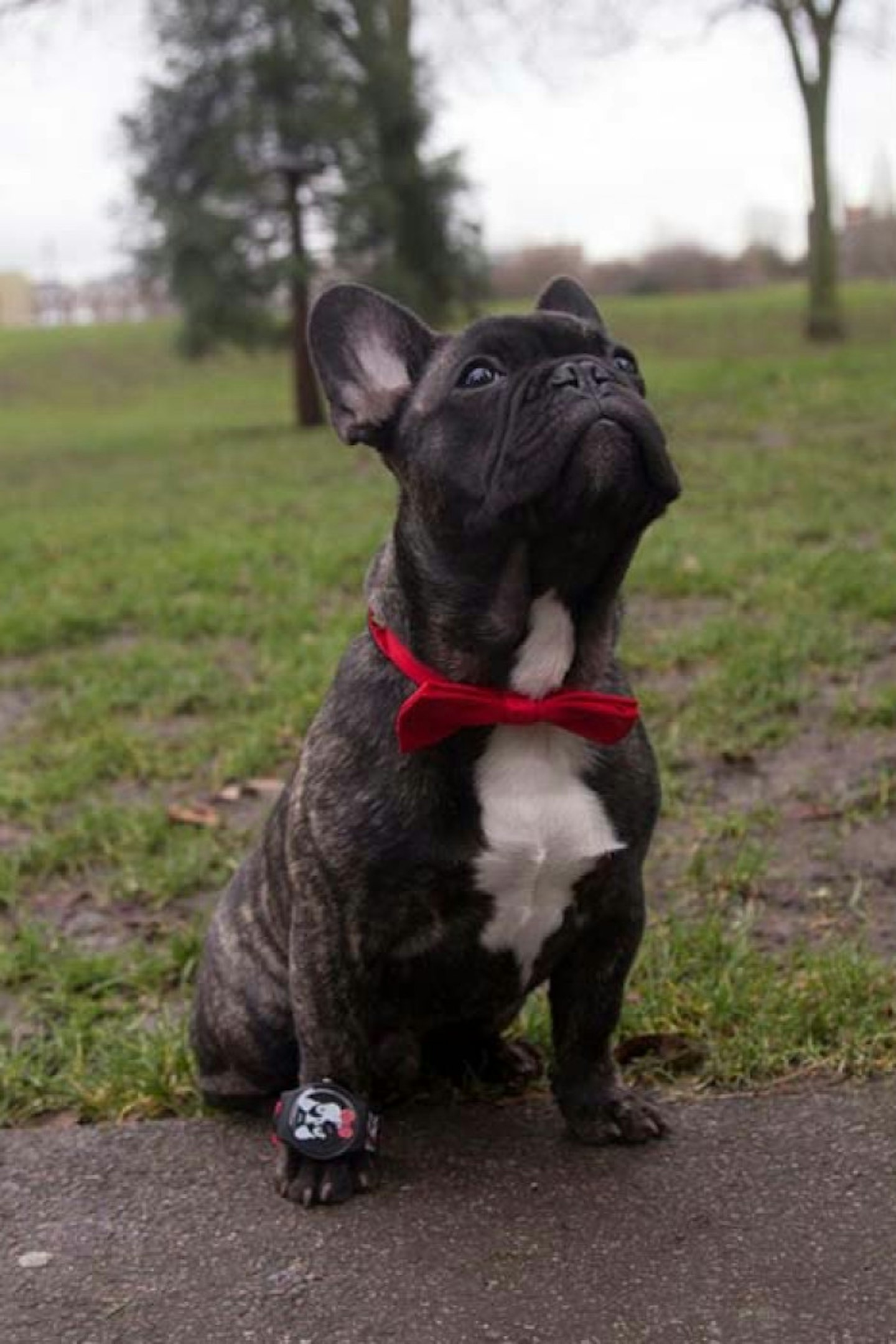 Pooch Power - Andy Baby