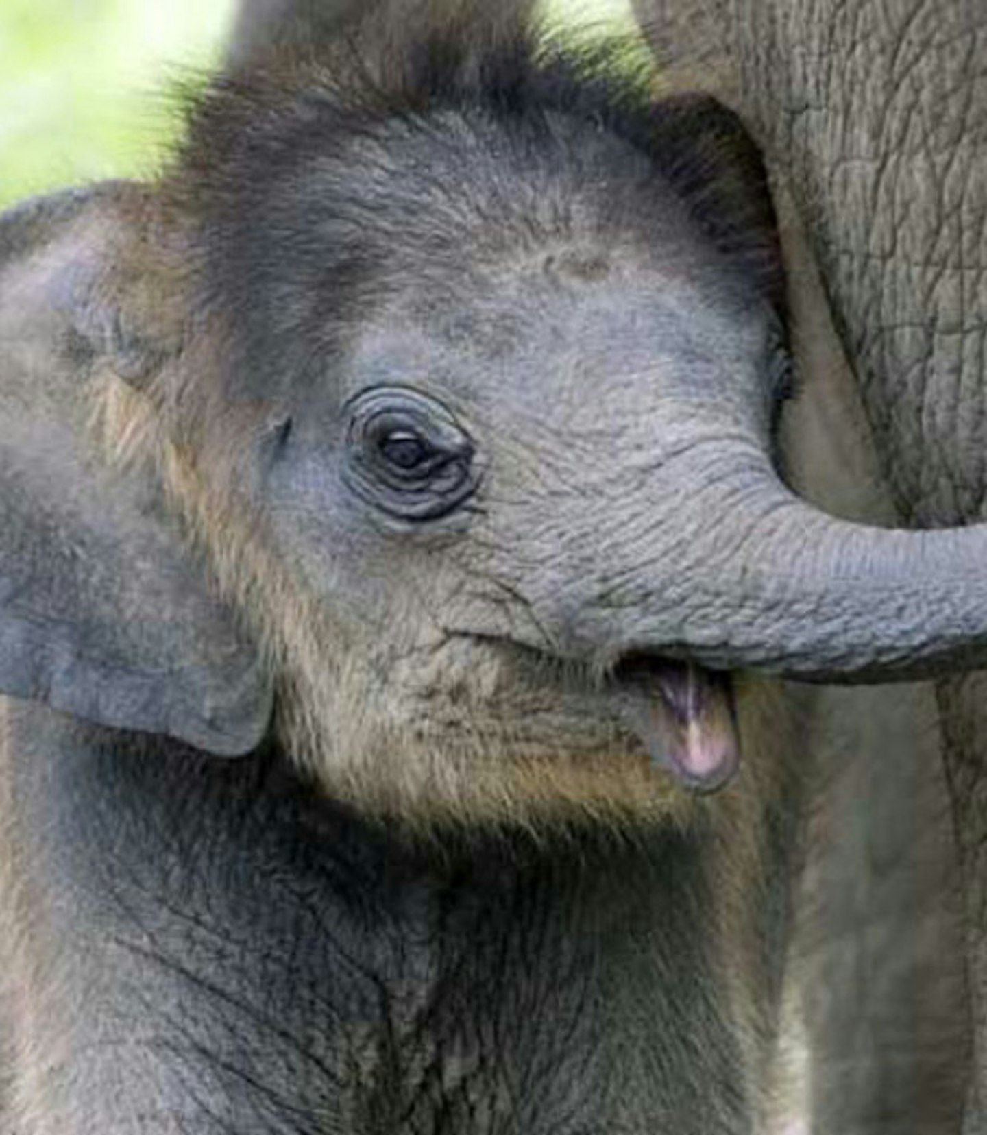 Baby elephant